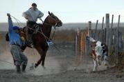 La yerra y la pialada, una vuelta a la tradici&oacute;n campera