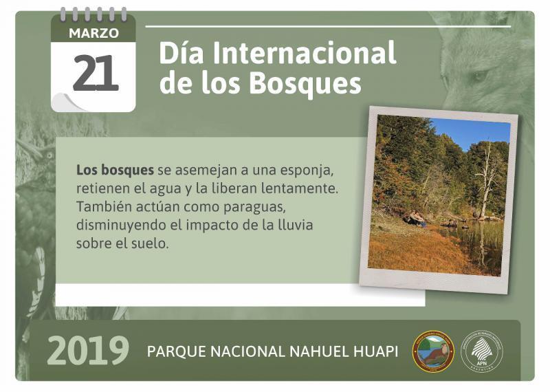 21 de marzo - D&iacute;a Internacional de los Bosques