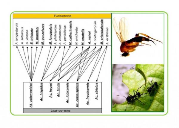 Seminario Ecotono &#147;Papel de la inmunidad del hospedador en las interacciones entre las hormigas cortadoras de hojas y sus parasitoides&#148;