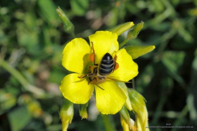 Seminario: el impacto de la abeja mel&iacute;fera