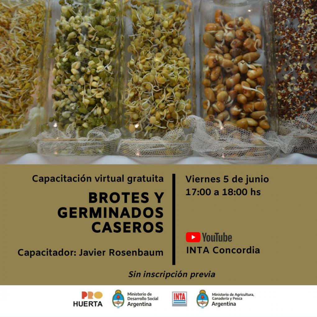 Capacitaci&oacute;n virtual gratuita: brotes y germinados caseros