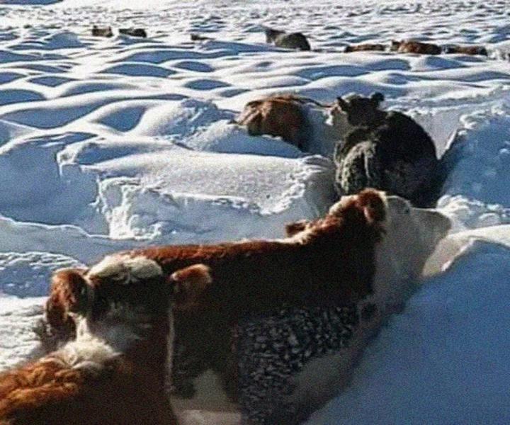 Emergencia clim&aacute;tica, social y productiva en la L&iacute;nea Sur