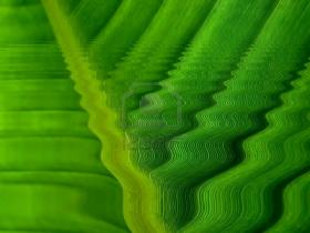 La onda verde