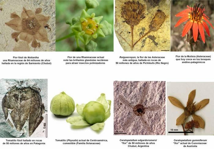 Charla SNAP. 'La evoluci&oacute;n de las floras de Bariloche contadas por el registro de los f&oacute;siles'