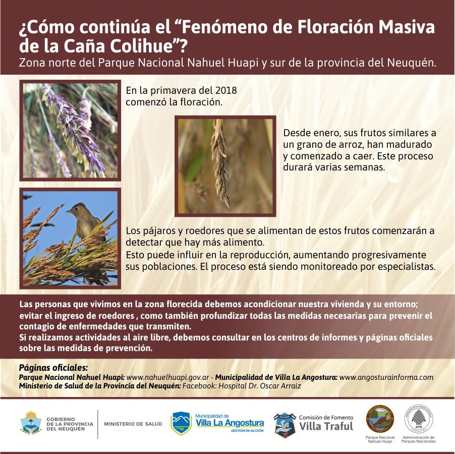 Avances del &#147;Fen&oacute;meno de Floraci&oacute;n Masiva de la Ca&ntilde;a Colihue&#148;