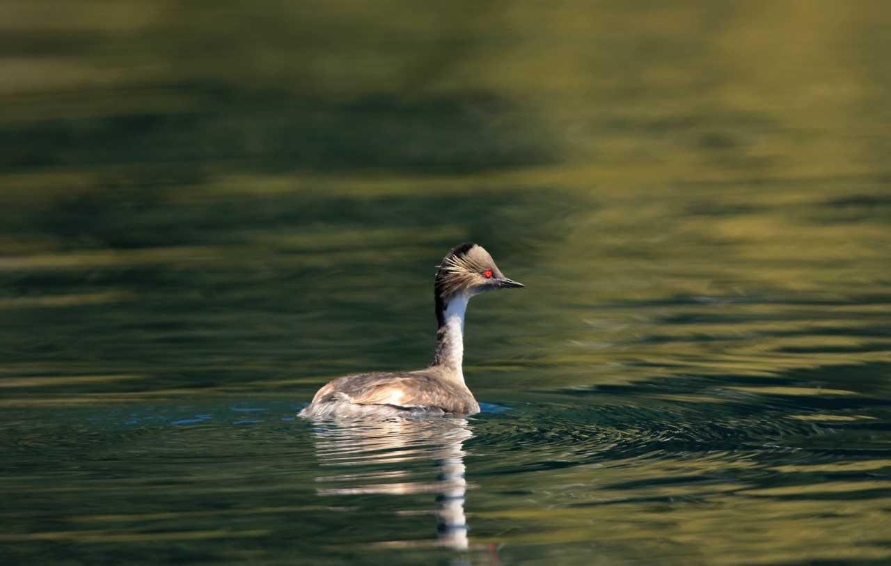 Nuevo Censo Neotropical de Aves Acu&aacute;ticas