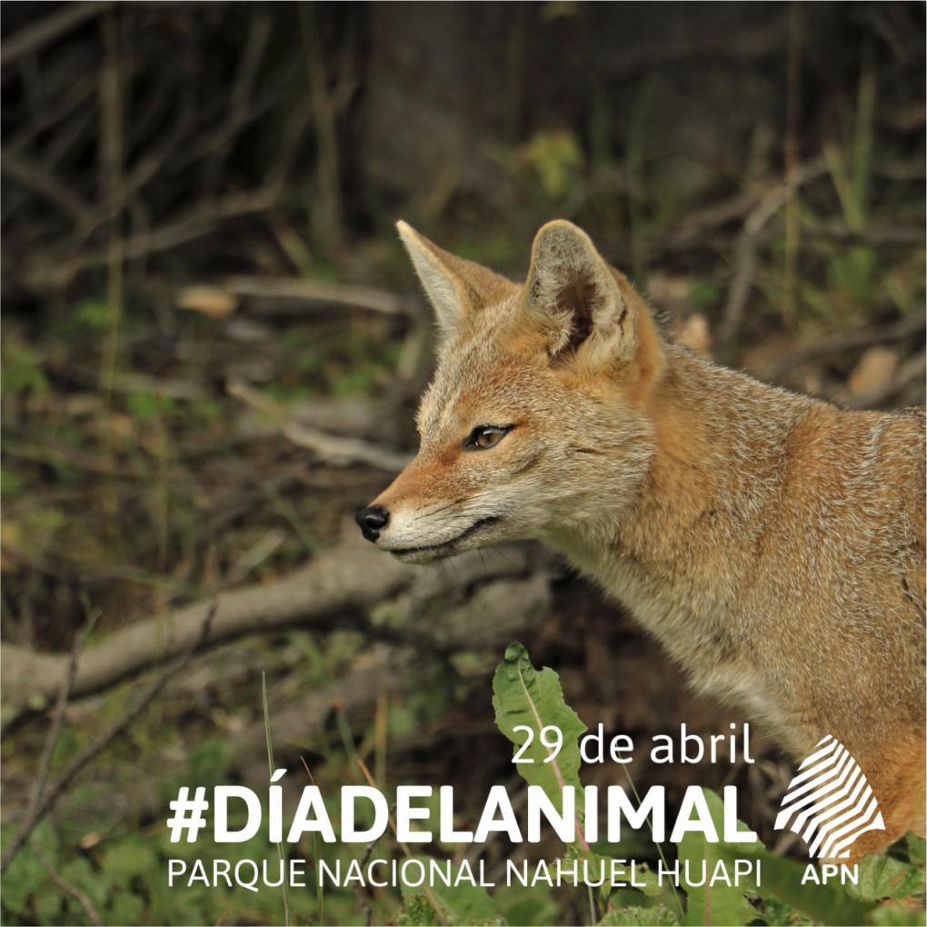 29 de abril - D&iacute;a del animal