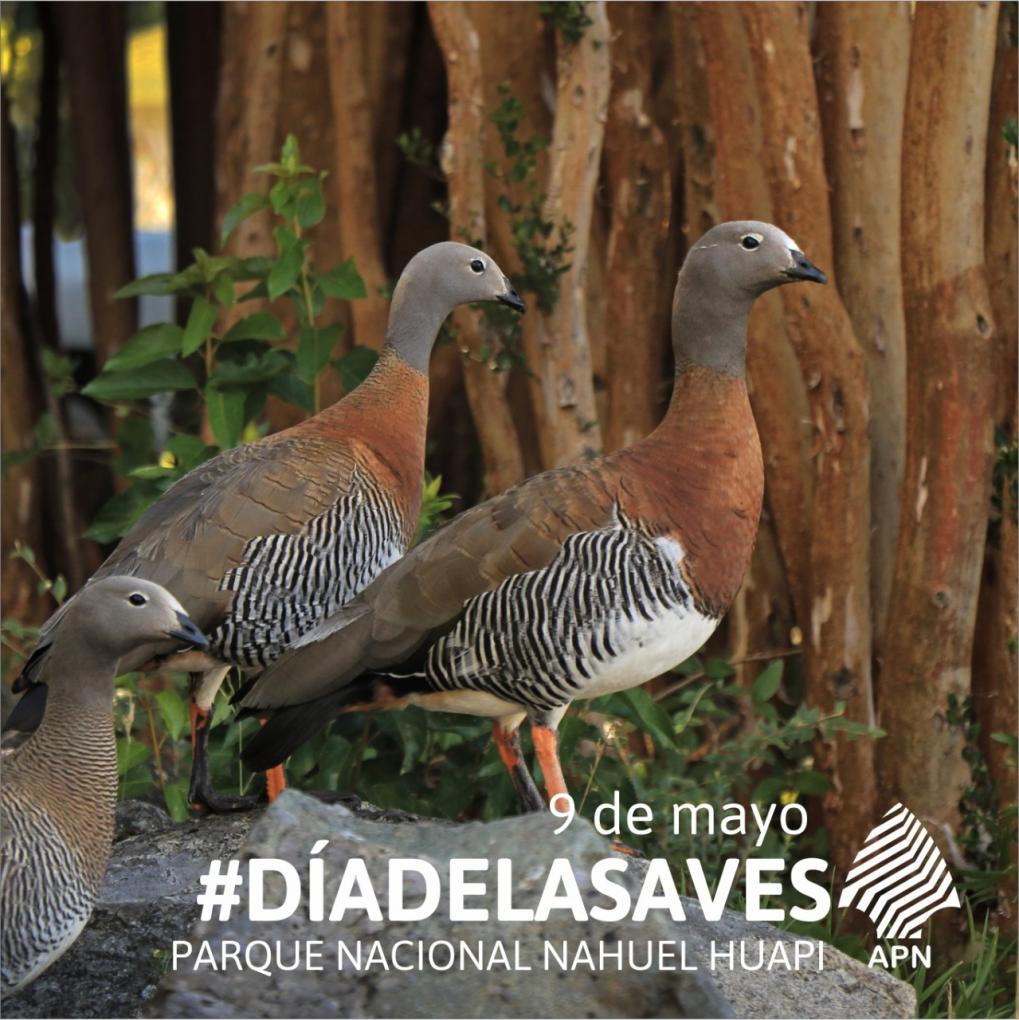 9 de mayo &#150; D&iacute;a internacional de las aves