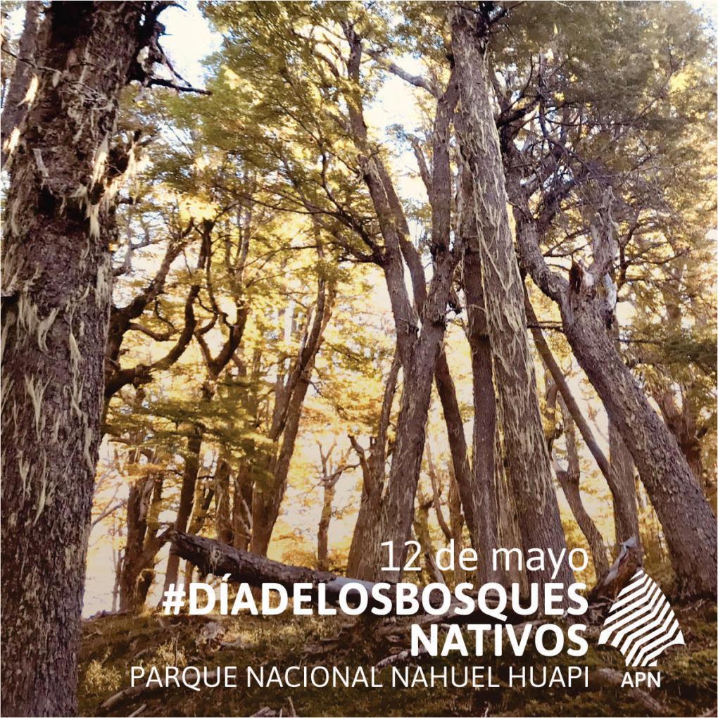 12 de mayo &#150; D&iacute;a de los bosques nativos