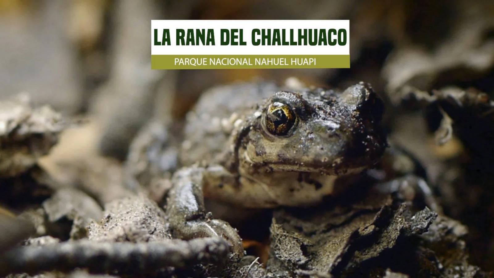 Educaci&oacute;n ambiental: La rana del Challhuaco