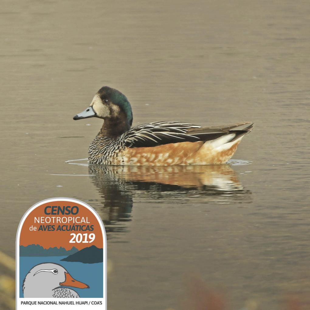 Censo Neotropical de Aves Acu&aacute;ticas. Temporada Invernal 2019