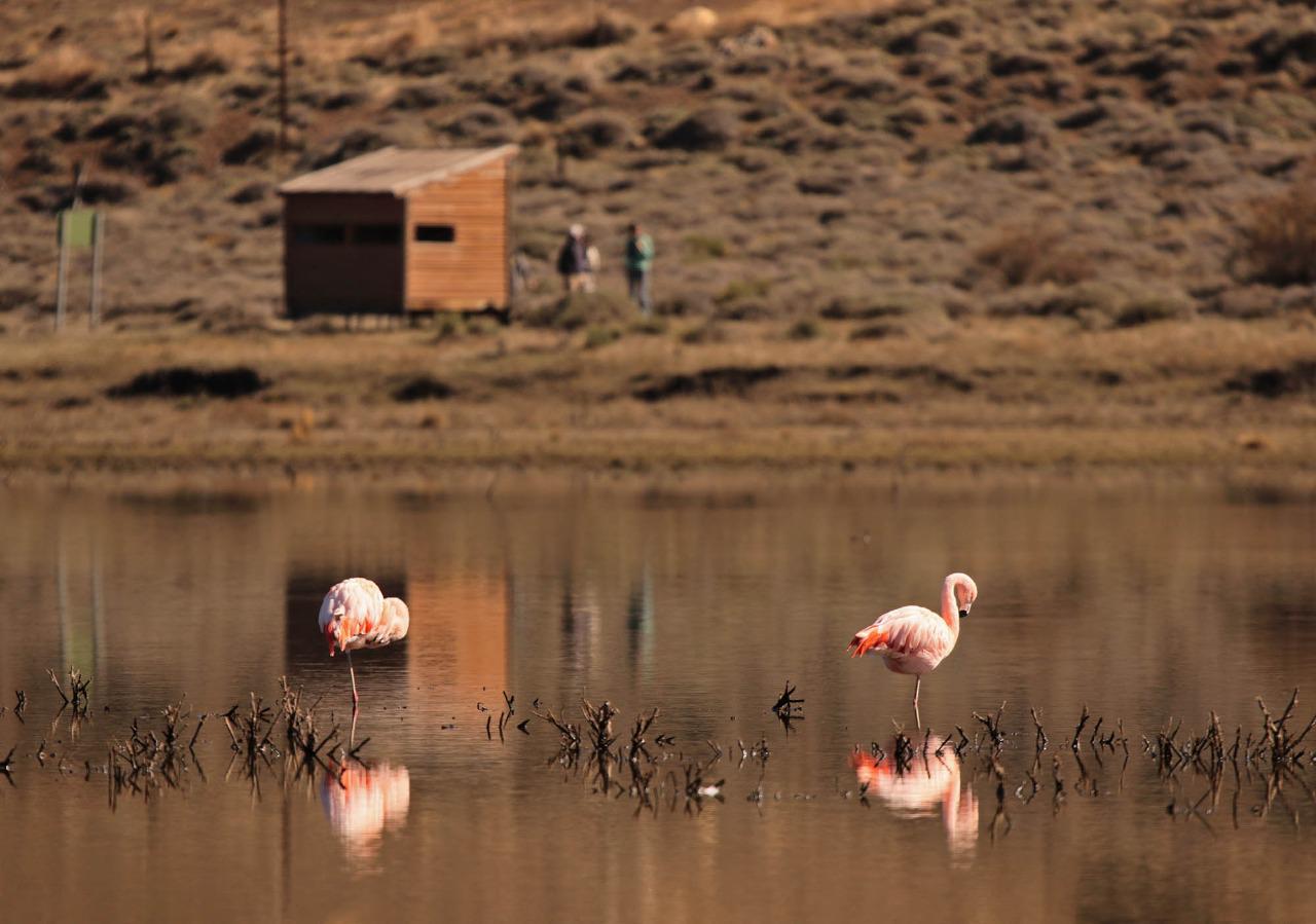 Capacitaci&oacute;n interna sobre el conocimiento de aves