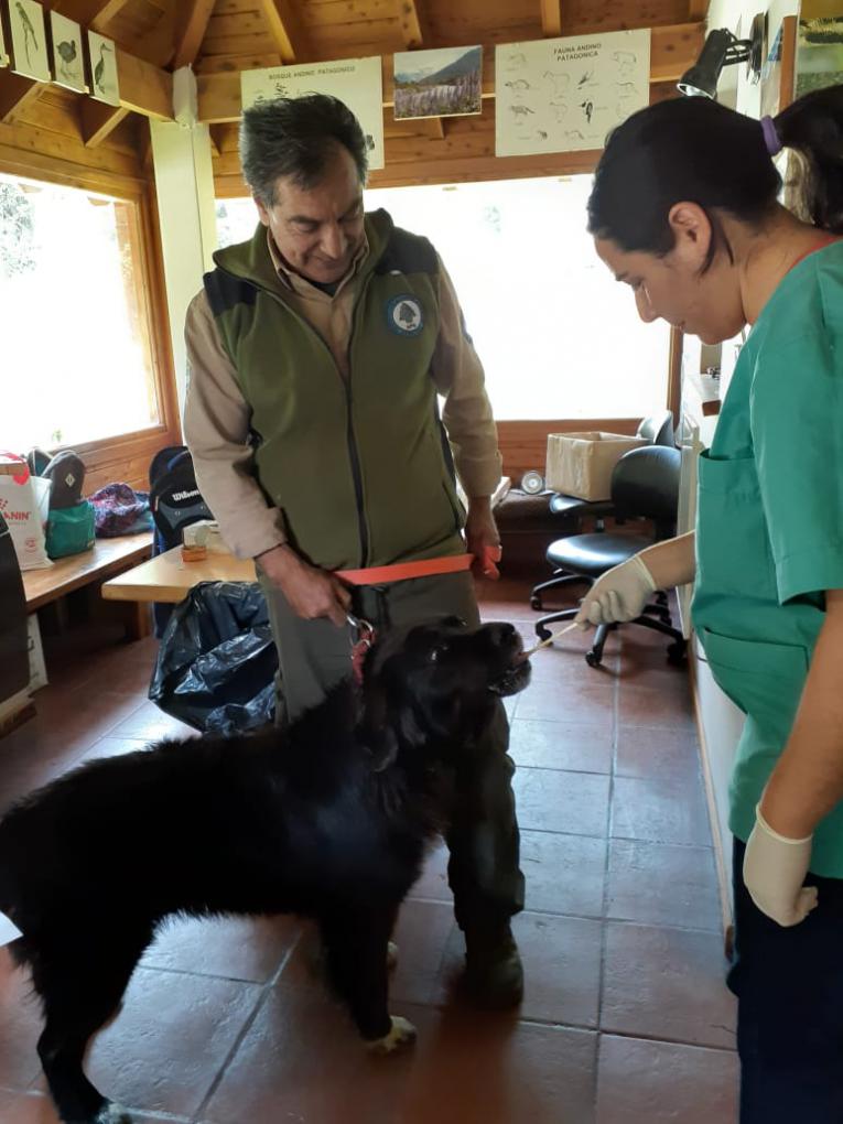 Campa&ntilde;a de vacunaci&oacute;n antirr&aacute;bica en la zona sur del Parque Nacional Nahuel Huapi