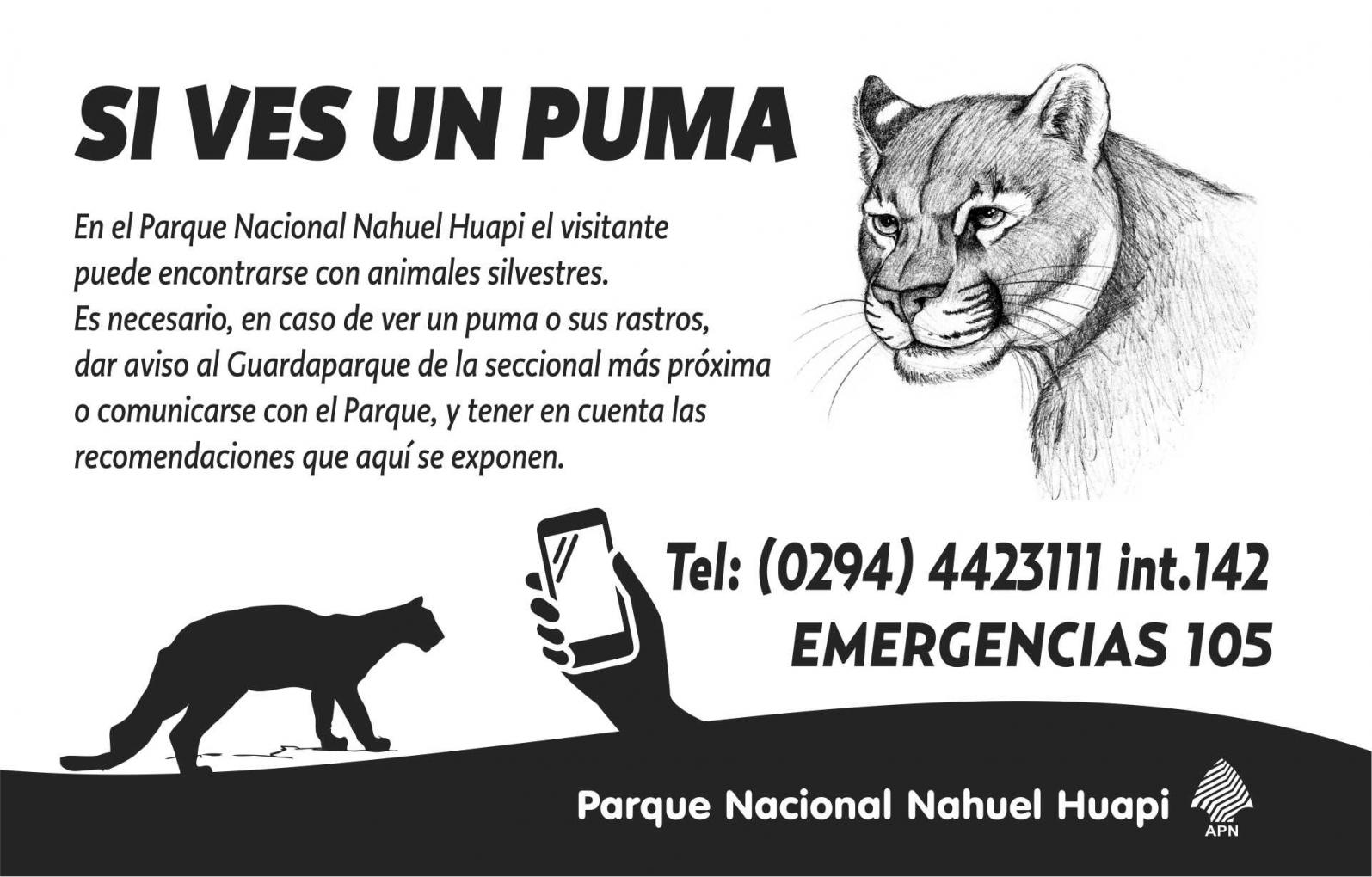 Recomendaciones: mascotas en casa y qu&eacute; hacer ante el encuentro con un puma