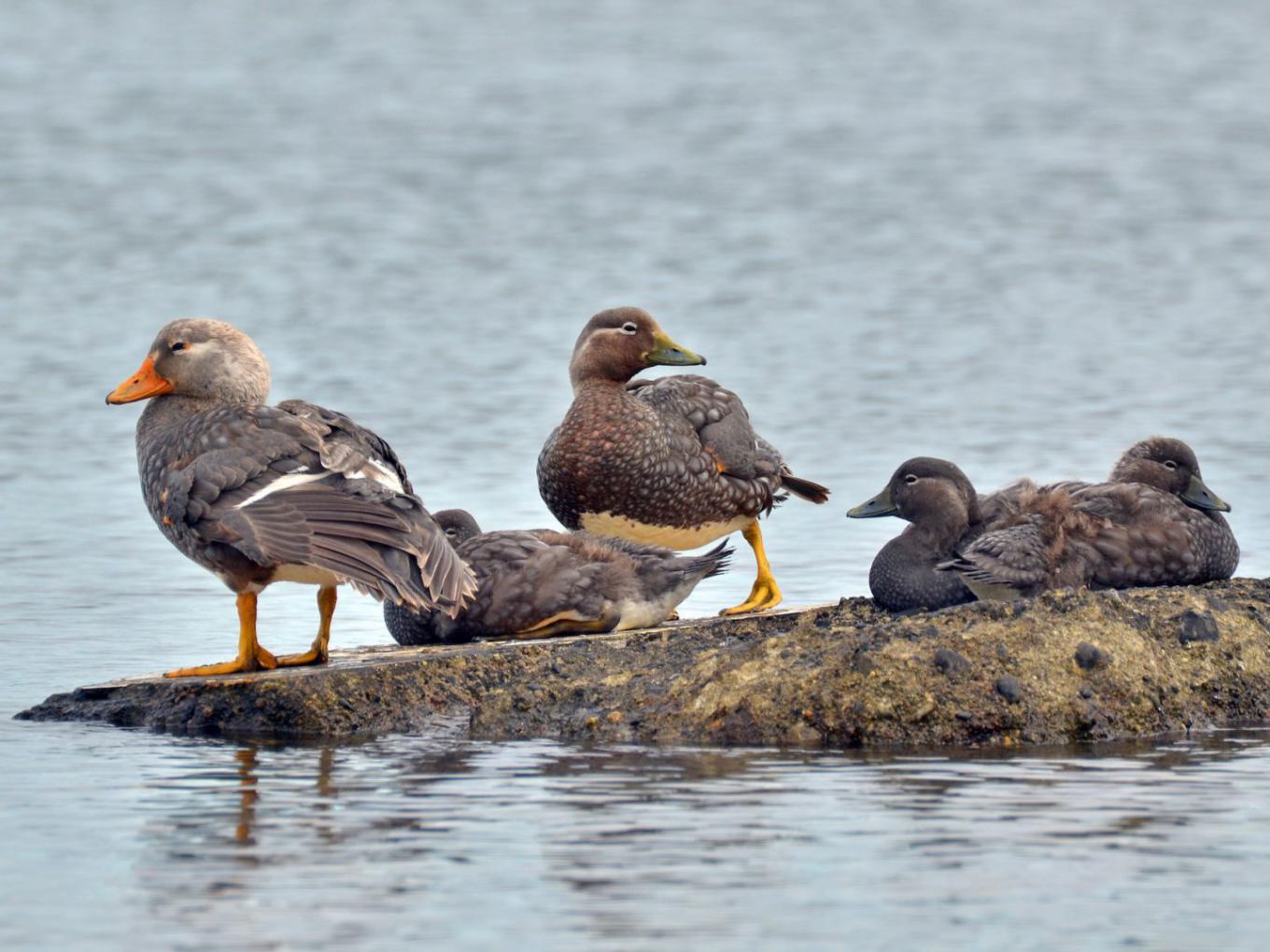 M&aacute;s de 1300 aves fueron censadas durante el verano en el Nahuel Huapi