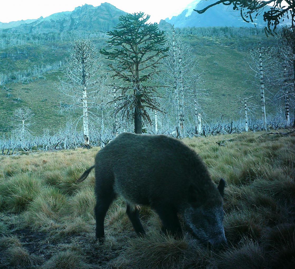  Situaci&oacute;n del avance del jabal&iacute; en los Parques Nacionales