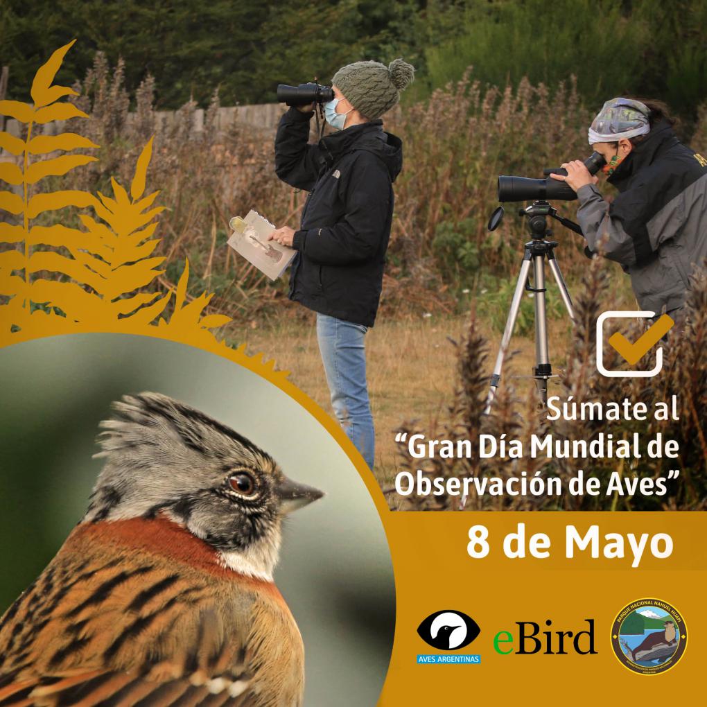 Invitaci&oacute;n al gran &#147;Gran D&iacute;a Mundial de Observaci&oacute;n de Aves&#148;