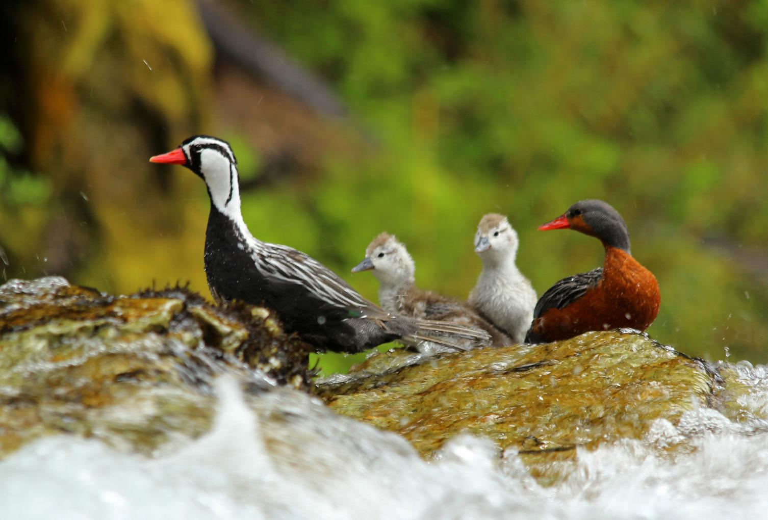 Pato de los Torrentes: celebrando 15 a&ntilde;os de su monitoreo en el Parque Nacional Nahuel Huapi