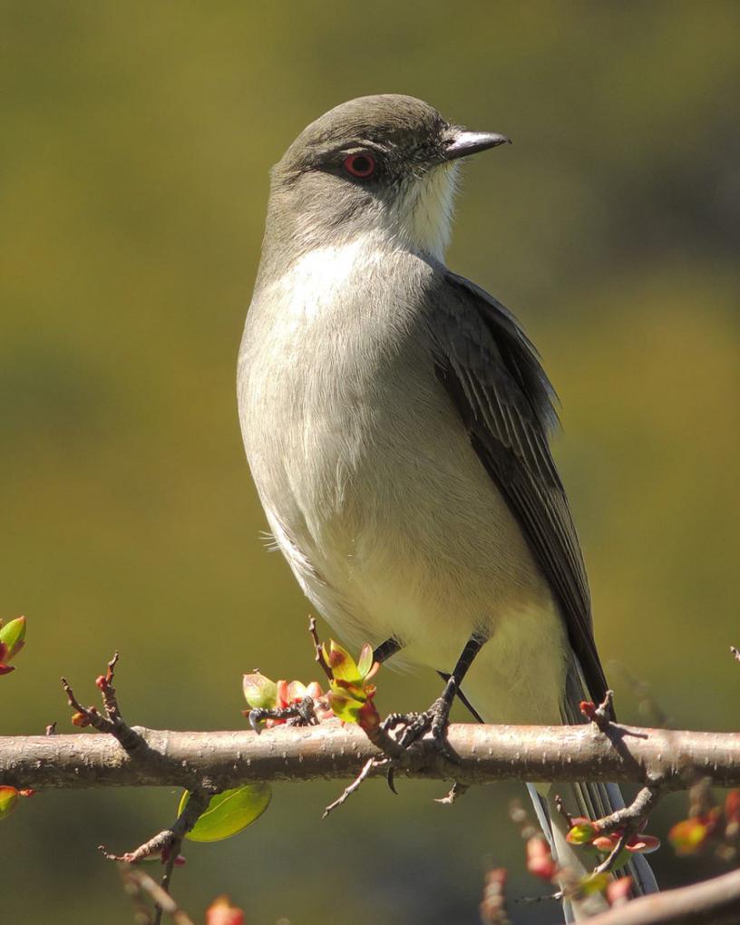 Agentes del Parque Nacional se sumaron al "Gran d&iacute;a mundial de observaci&oacute;n de aves"
