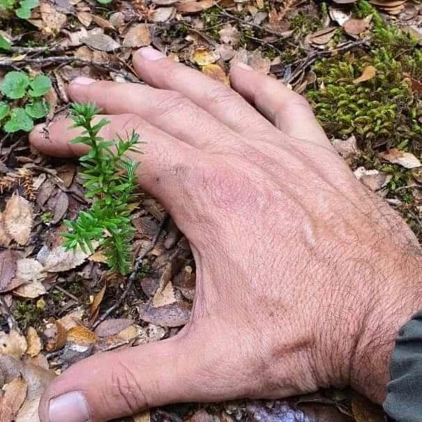 Taller sobre Semillas forestales