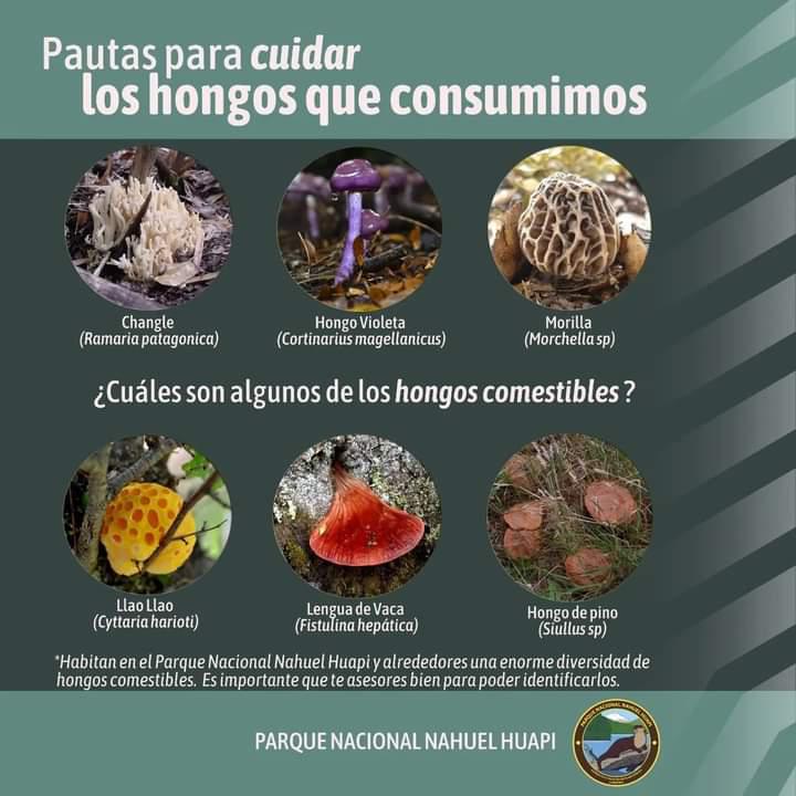 Pautas para cuidar los hongos que consumimos