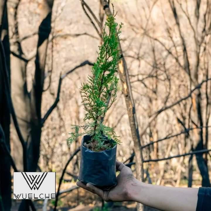 Jornada de plantaci&oacute;n de &aacute;rboles nativos en la Seccional Villegas &#150; Ca&ntilde;ad&oacute;n de la Mosca