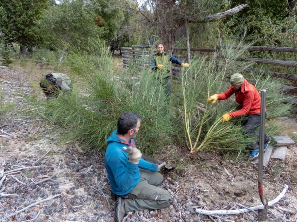 Especies de Flora Ex&oacute;ticas Invasoras: importante actividad de restauraci&oacute;n