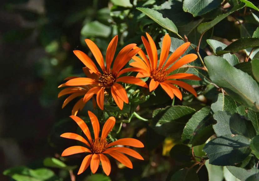 &#129344;&iquest;Conoc&iacute;as la Mutisia (Mutisia decurrens)?