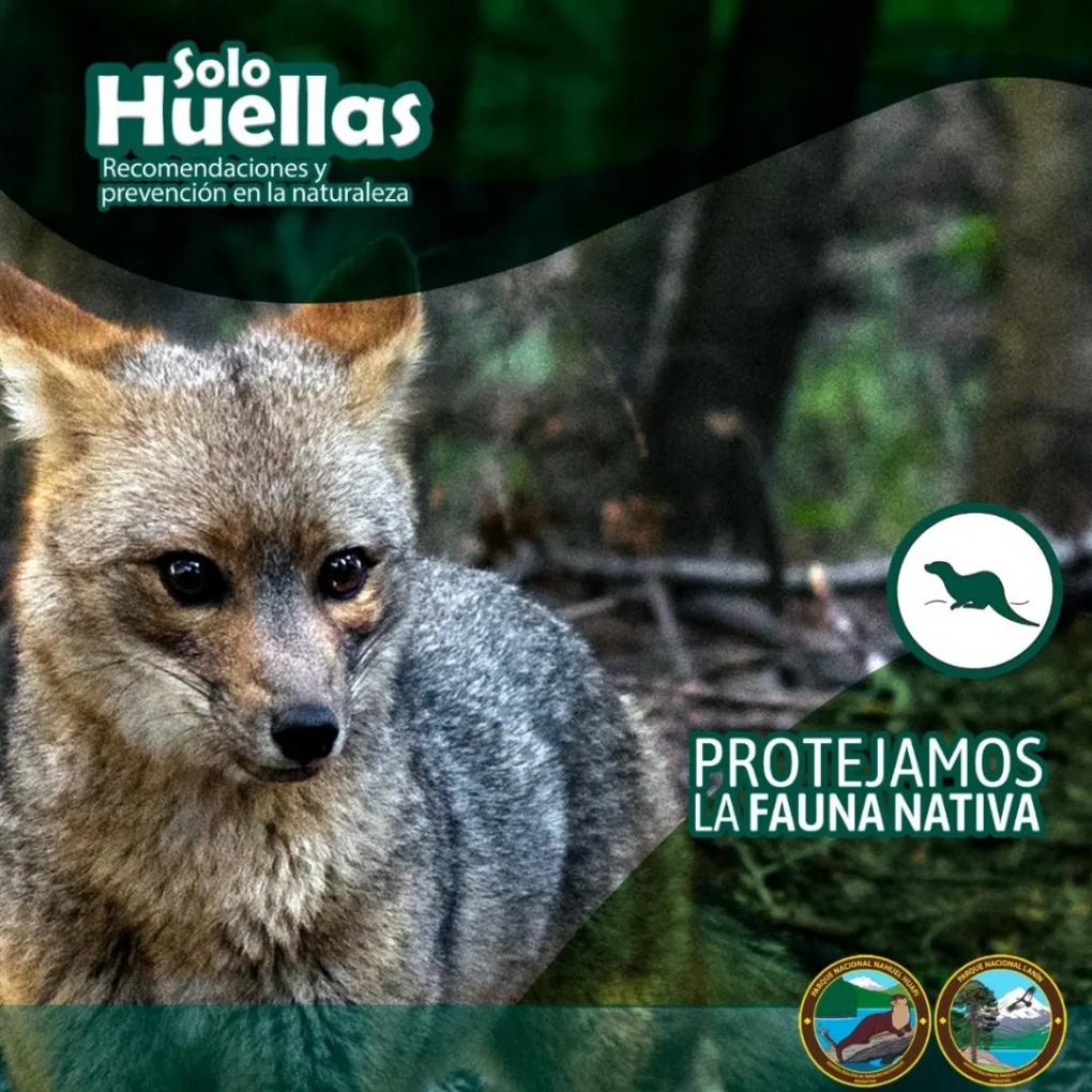 &#129446; &#147;Solo Huellas. Protegiendo a la fauna nativa: Cuidados y prevenci&oacute;n.&#148;