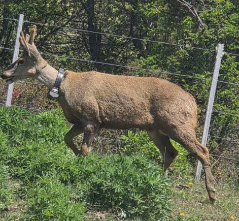  Monitoreo y custodia del huemul &#147;Newenche&#148; en la zona norte del Parque Nacional Nahuel Huapi