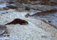 Guardaparques y profesionales t&eacute;cnicos monitorean la distribuci&oacute;n del Huill&iacute;n en el Parque Nacional Nahuel Huapi