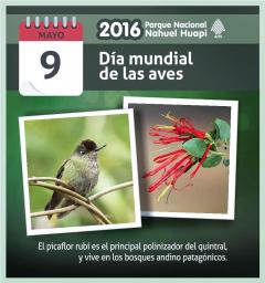 9 de mayo, D&iacute;a Mundial de las Aves