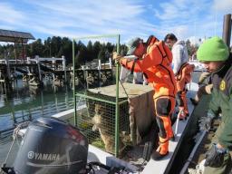 Liberaci&oacute;n con &eacute;xito del puma dentro del Parque Nacional Nahuel Huapi