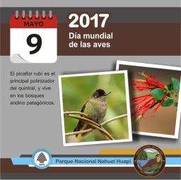 9 de mayo, D&iacute;a Mundial de las Aves