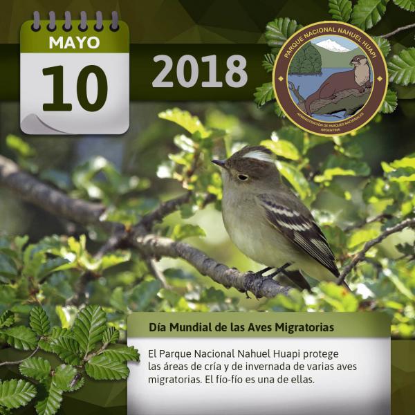 10 de Mayo: D&iacute;a Mundial de las Aves Migratorias