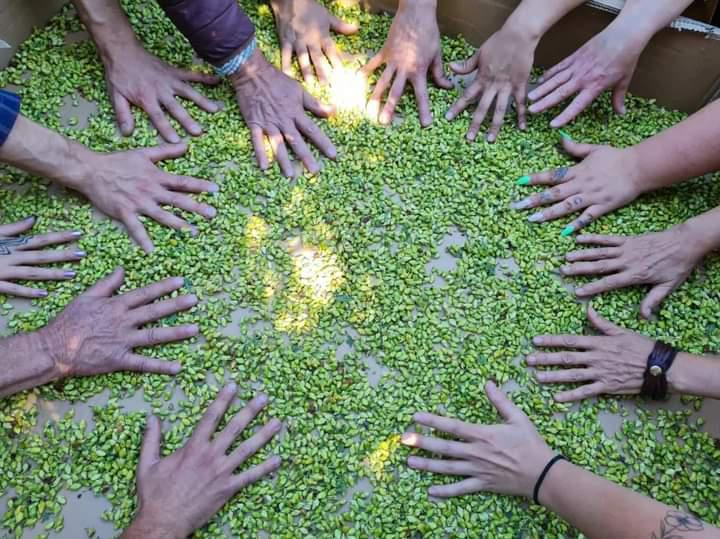 Taller de semillas y propagaci&oacute;n de plantas nativas