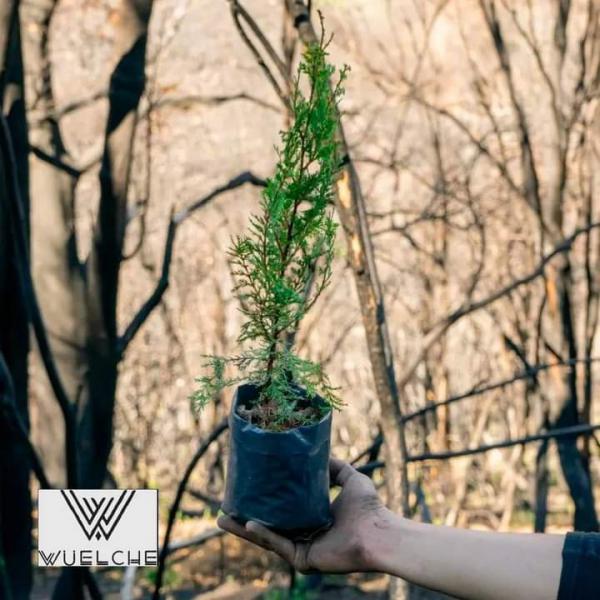 Jornada de plantaci&oacute;n de &aacute;rboles nativos en la Seccional Villegas  Ca&ntilde;ad&oacute;n de la Mosca