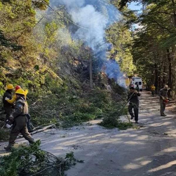 Control de especies ex&oacute;ticas invasoras y apeo de &aacute;rboles de riesgo en la Seccional Guti&eacute;rrez