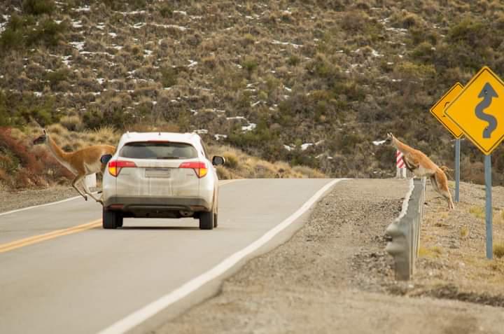 PRECAUCI&Oacute;N - Presencia de fauna en la Ruta 237 