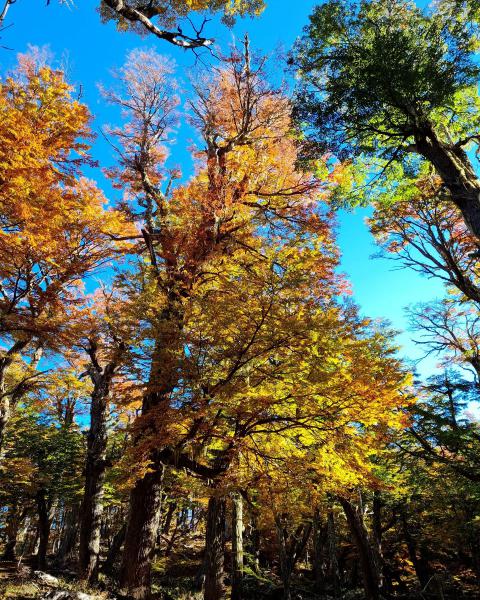 Oto&ntilde;o en el Parque Nacional Nahuel Huapi 