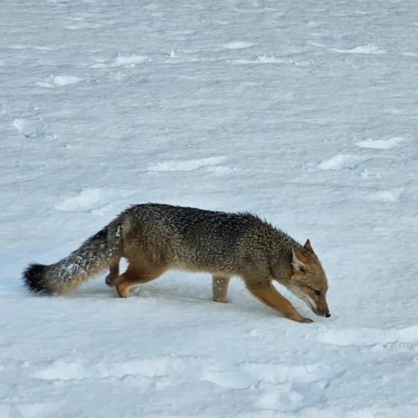 &#128227; PARTE 2- El invierno y la presencia de fauna silvestre en espacios de uso p&uacute;blico, rutas y caminos 