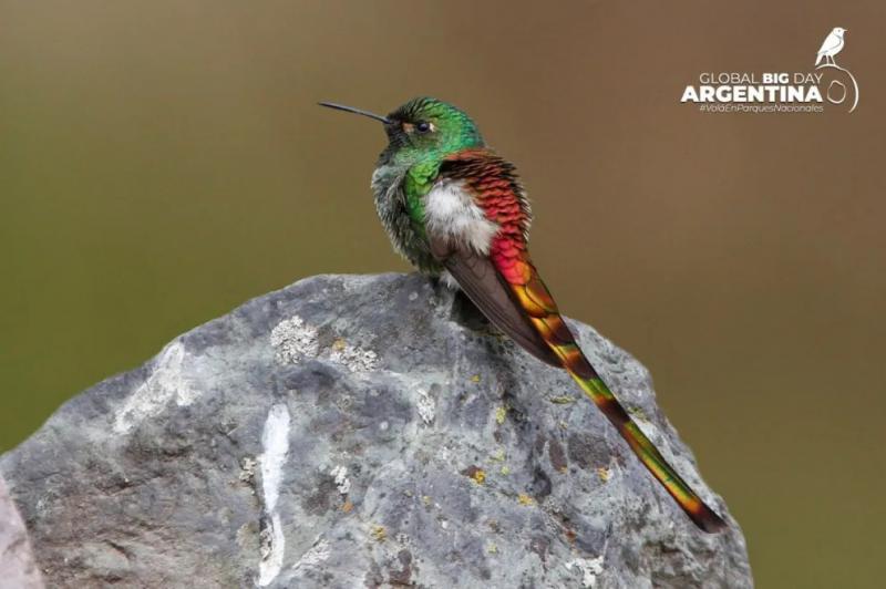 El Parque Nacional Nahuel Huapi invita a sumarse al Global Big Day Argentina