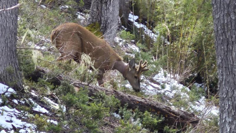 Nuevo registro del huemul Newenche: fue hallado en perfecto estado en el Parque Nacional Nahuel Huapi