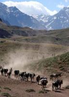 Menos visitantes en Aconcagua 