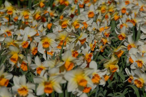 Narcisos