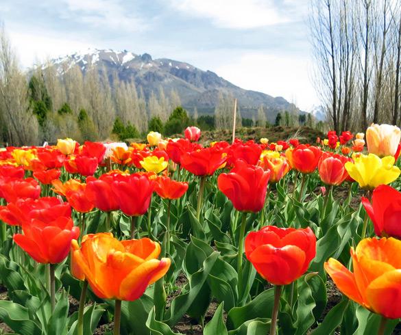 Primavera en Bariloche