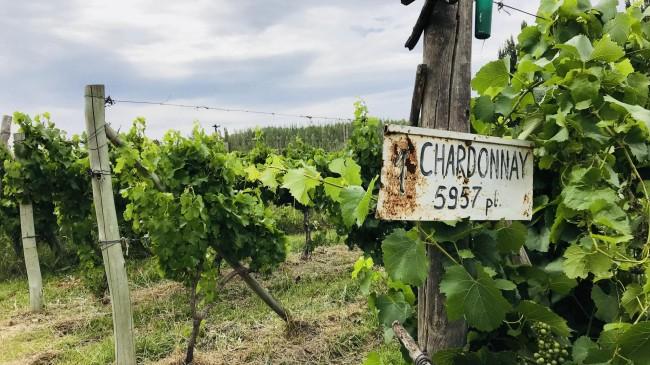 El brindis con un espumante nacido y criado en el Alto Valle