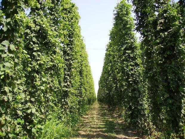 Plantaciones de Lpulo