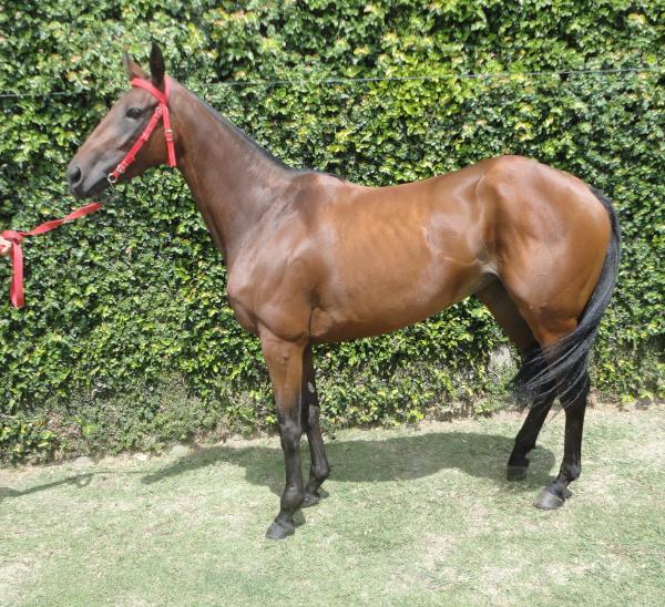 Yegua Spc 4 Aos D Espectacular Pedigree Para Madre