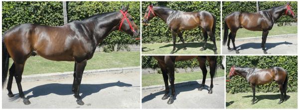 Caballo Spc De Primer Nivel Ganador D 8 Carreras En Palermo
